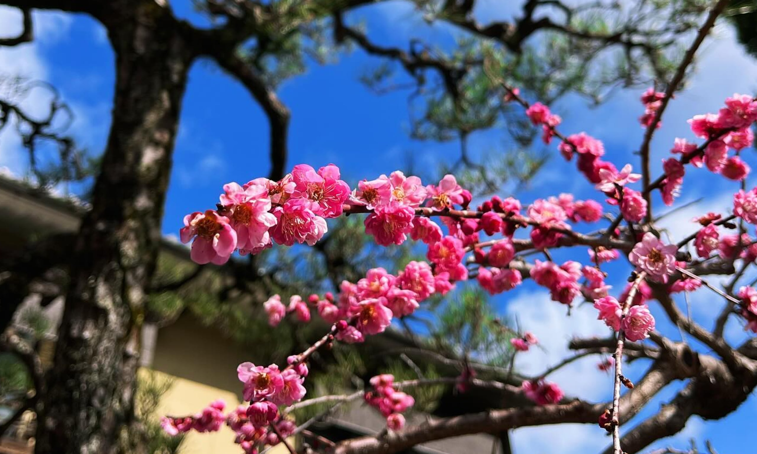 京都嵐山の料理旅館 旅亭嵐月の風景